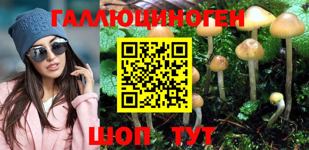 Майкоп  Псилоцибиновые грибы Psilocybe  Вход с VPN 